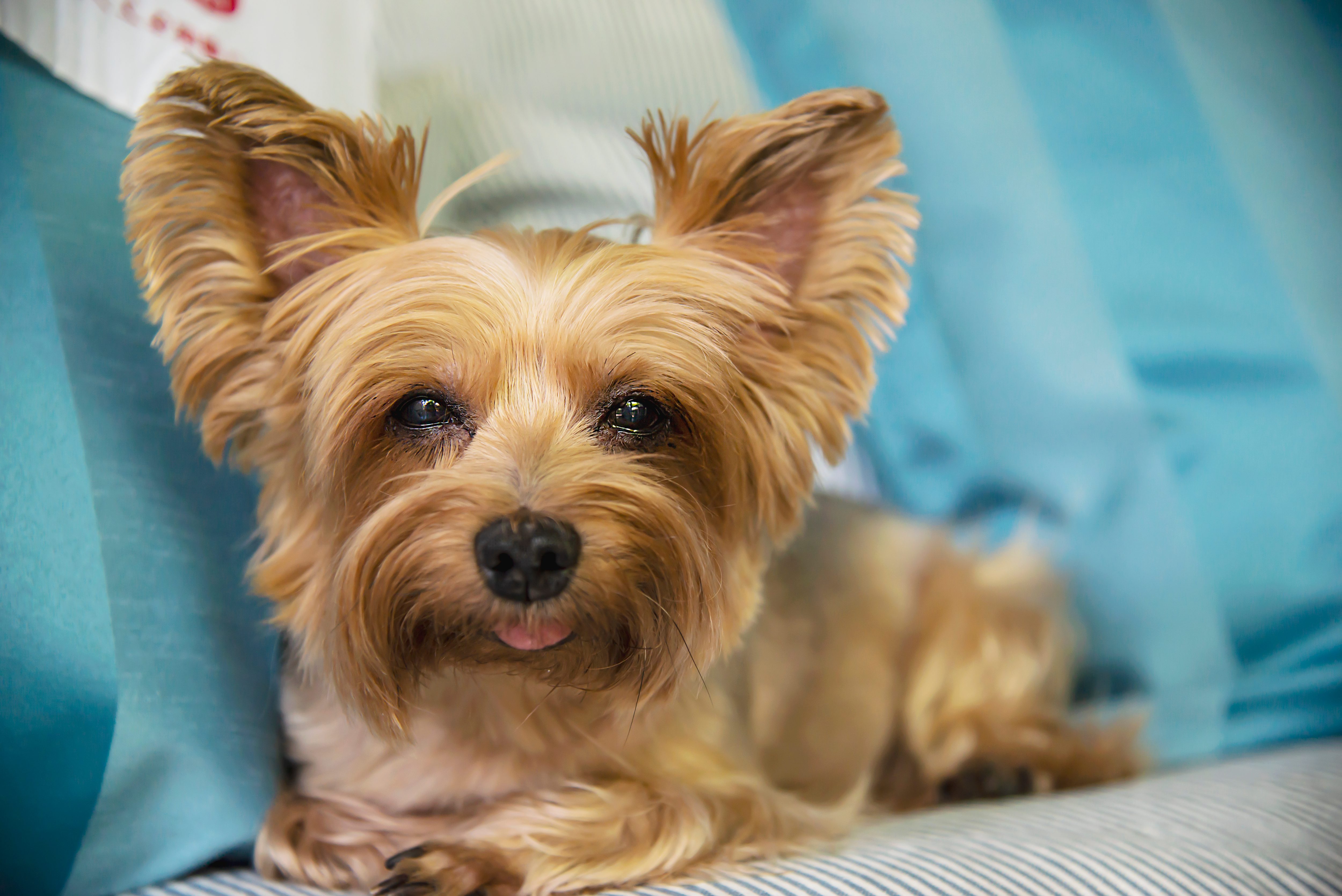 Lovely tan yorkshire terrier dog