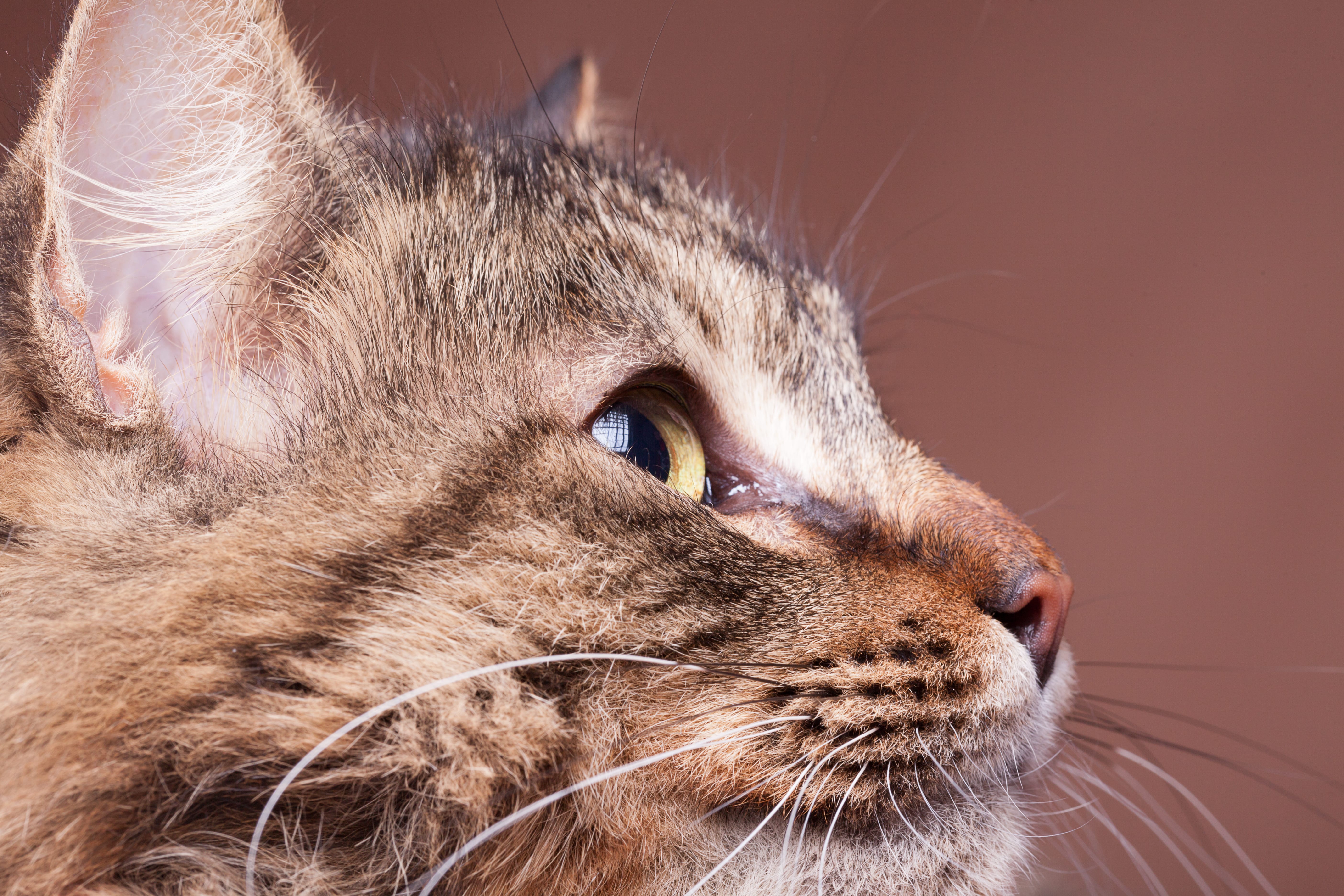 Maine coon breed cat looking away from camera studio photo brown background