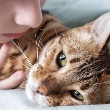 Old cat and boy