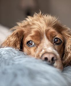 Old dog