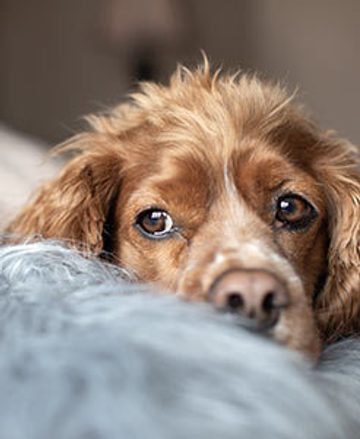 Old dog