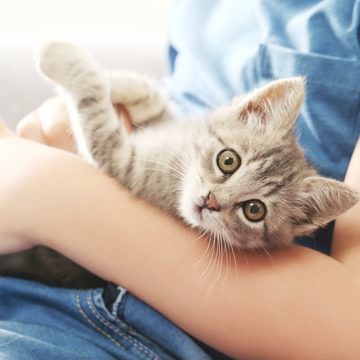 Owner holding cat