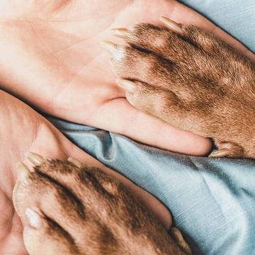 Paws touching hands