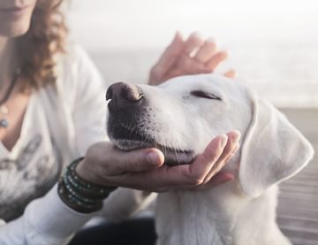 Person petting dog