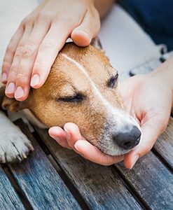 Petting old dog