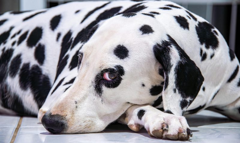 Stunning Can Eating Too Much Grass Harm Dogs image
