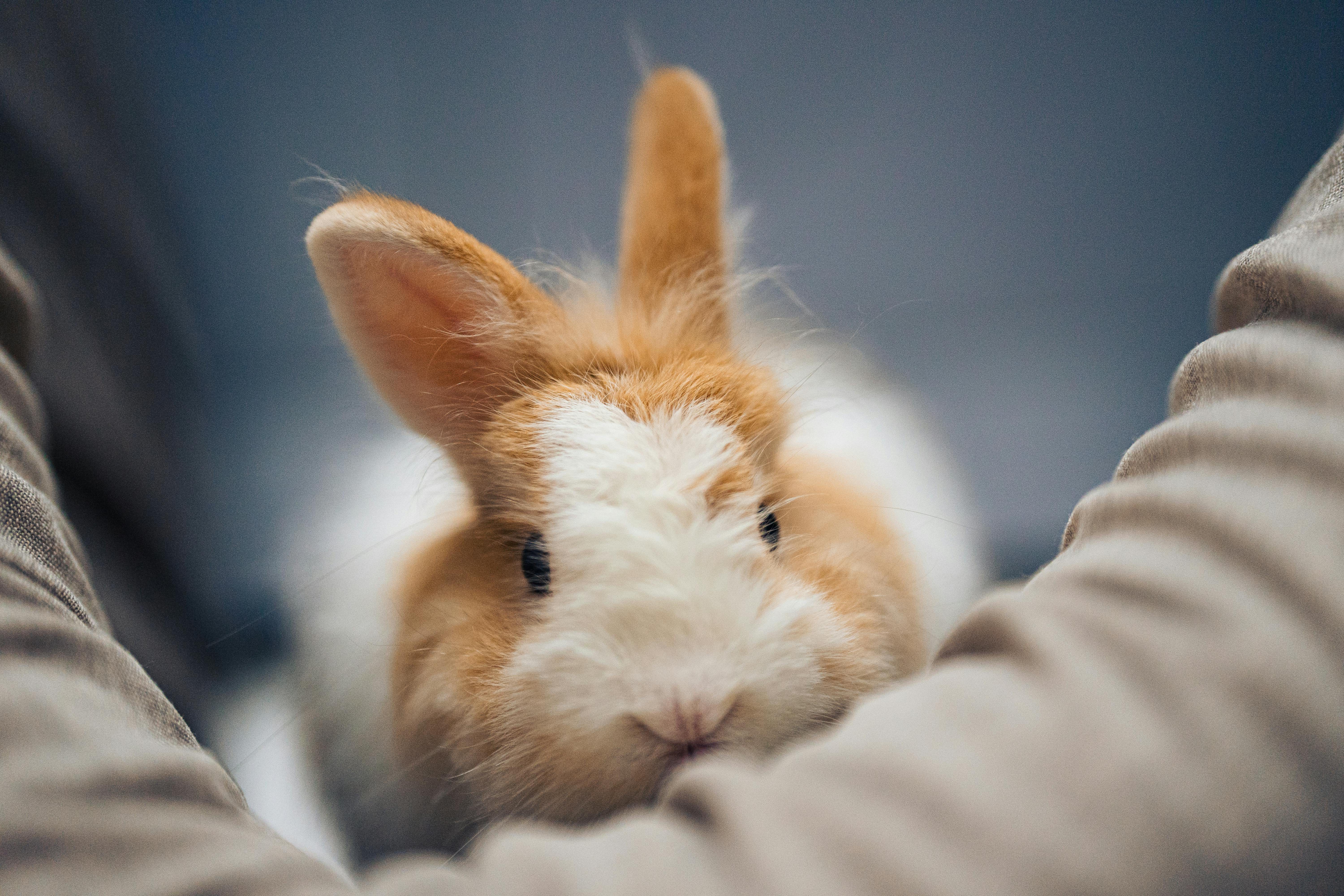 Night Eye Rabbit Veteris | Eye Infection in Rabbits: Causes and Treatment - Veteris