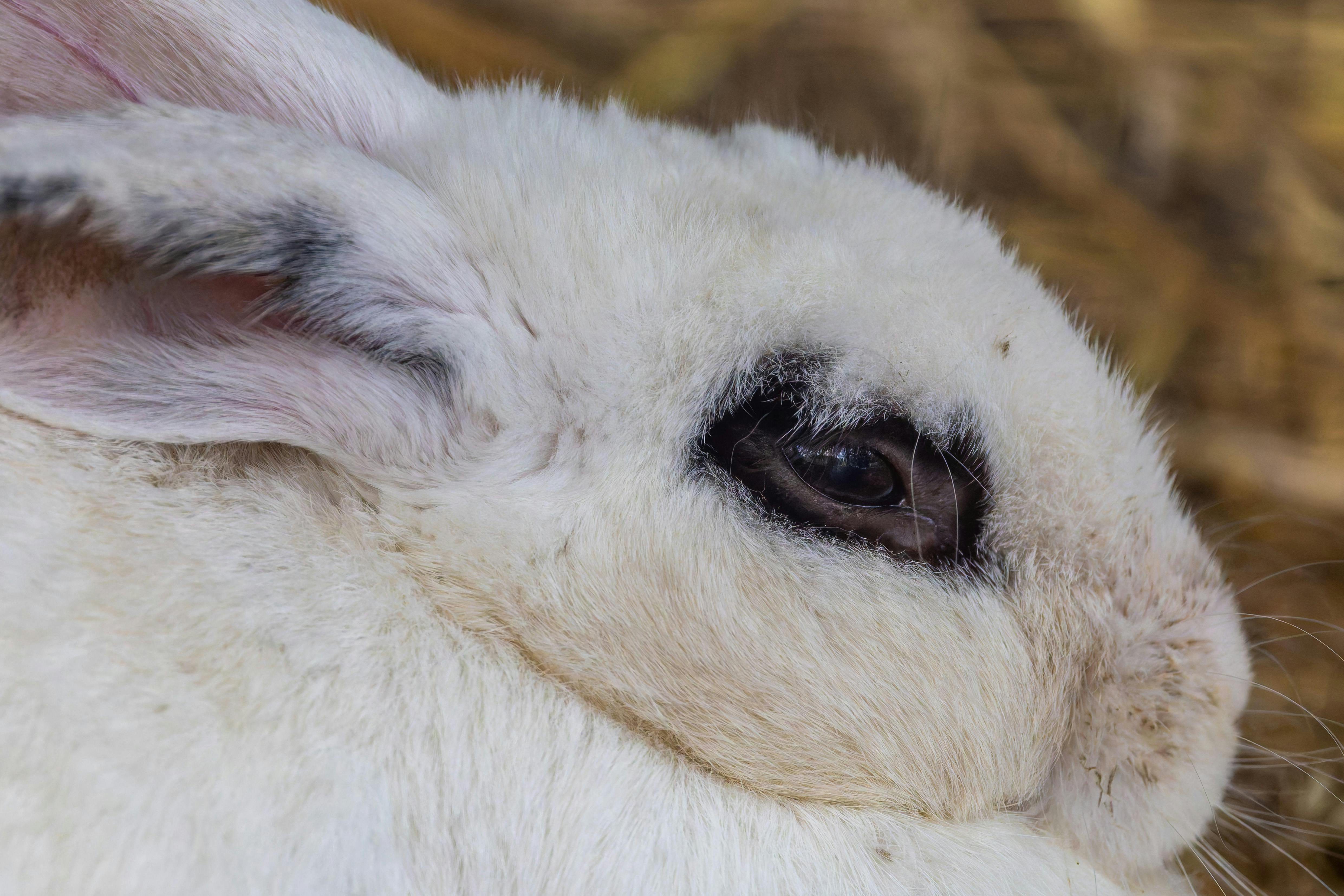 Veteris | Eye Infection in Rabbits: Causes and Treatment - Veteris