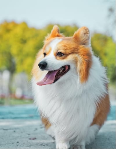 Small dog