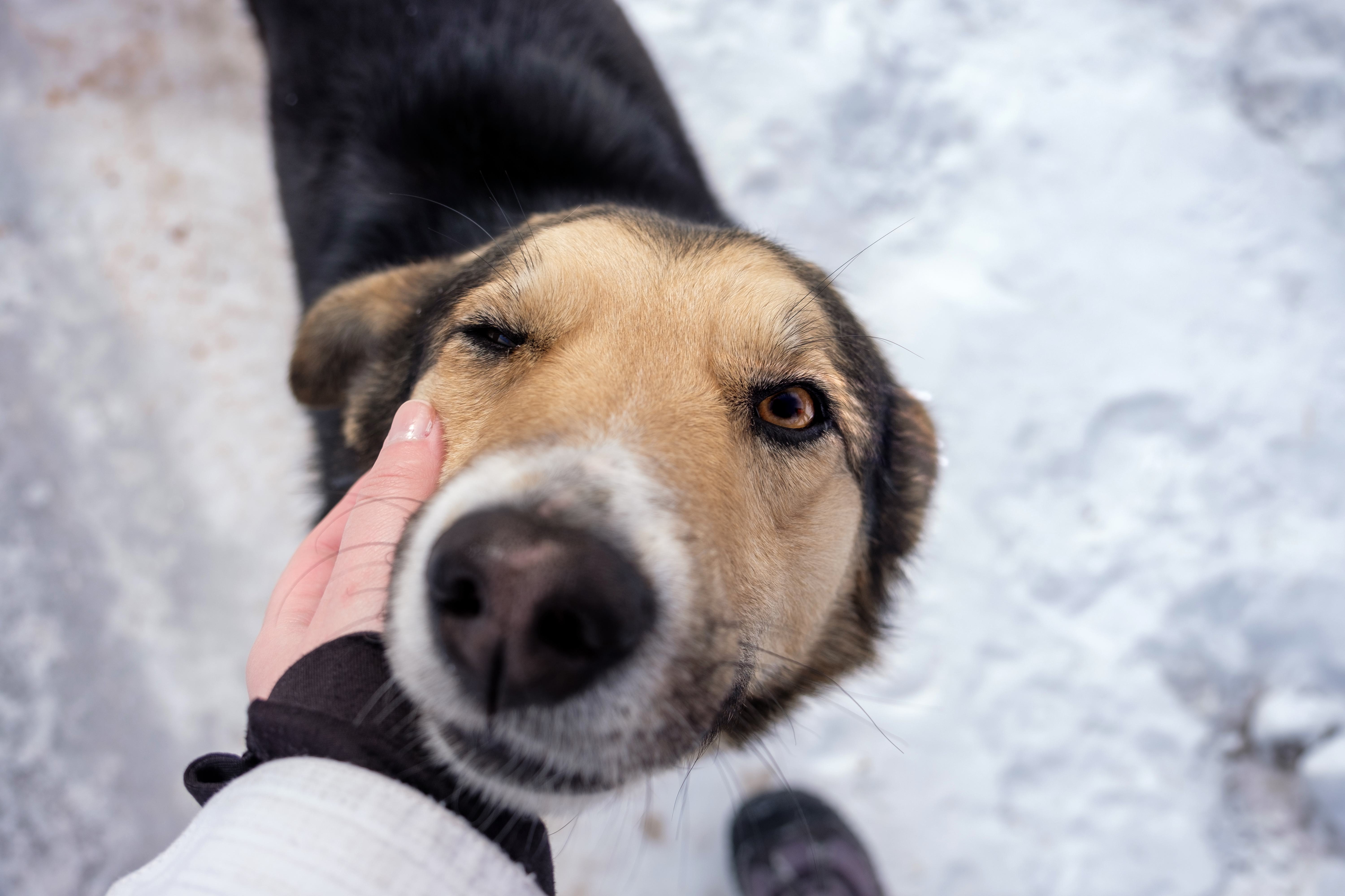 Stray brown black dog being pet by hiker white black jacket snowy day