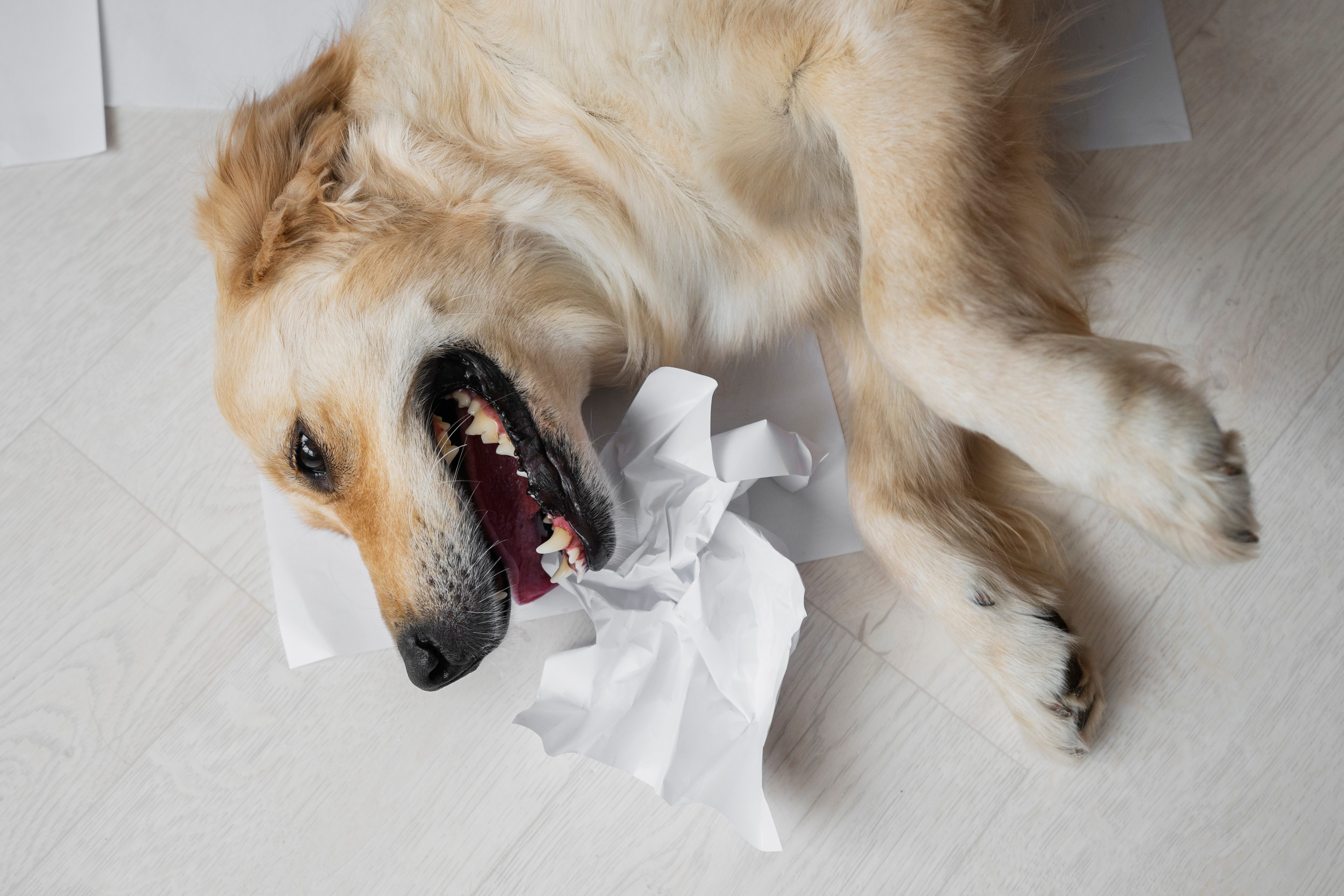 Top view dog playing with paper home