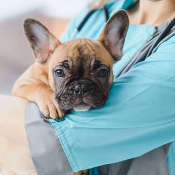 Vet holding dog