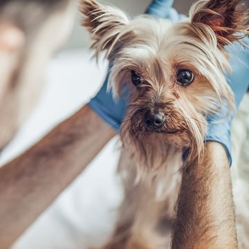 Vet holding dog