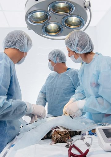 Vet hospital