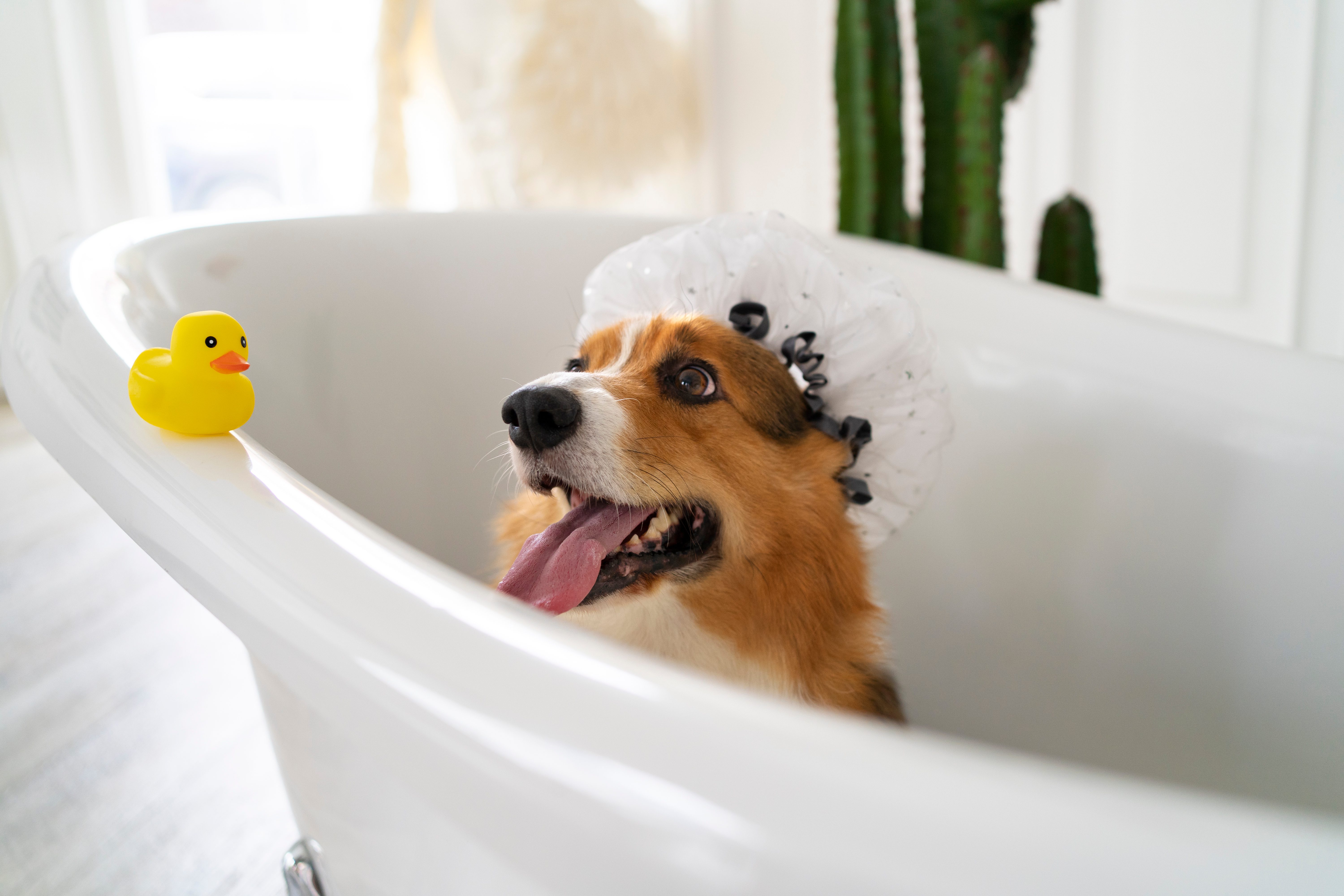 Washing pet dog home